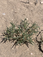Munroa squarrosa