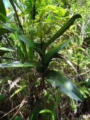 Garcinia amplexicaulis