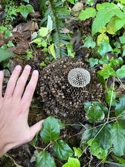 Mischocyttarus flavitarsis