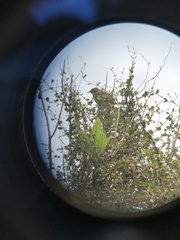 Poodytes punctatus vealeae