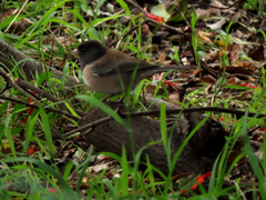 Junco hyemalis