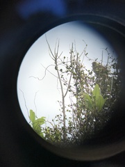 Poodytes punctatus vealeae