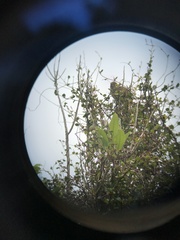 Poodytes punctatus vealeae