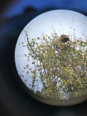 Poodytes punctatus vealeae