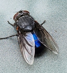 Calliphora quadrimaculata