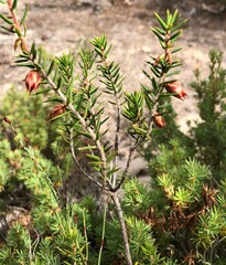 Stenanthera conostephioides