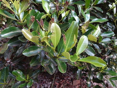 Myrtaceae