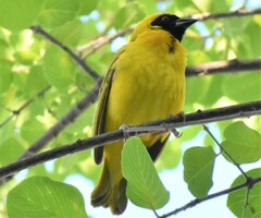 Ploceus velatus caurinus