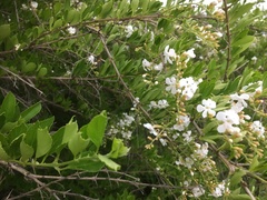 Gymnosporia buxifolia