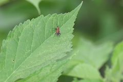 Rhodobaenus quinquepunctatus