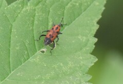 Rhodobaenus quinquepunctatus