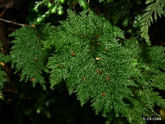 Dendrohypopterygium filiculiforme
