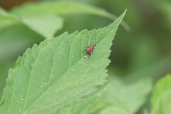 Rhodobaenus quinquepunctatus