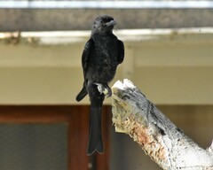 Dicrurus adsimilis apivorus