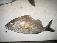 Haemulon carbonarium