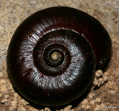 Powelliphanta annectens