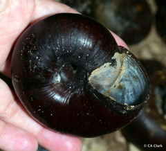 Powelliphanta annectens