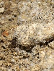 Macropathinae