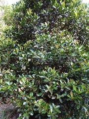 Myrtaceae