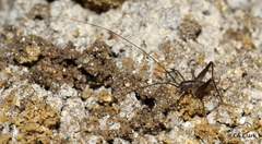 Macropathinae