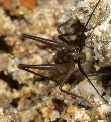 Macropathinae