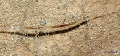 Arachnocampa luminosa