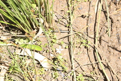 Isotoma