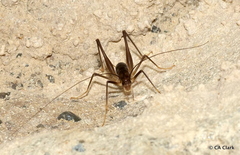 Macropathinae