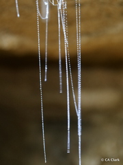Arachnocampa luminosa