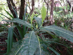 Gardenia aubryi