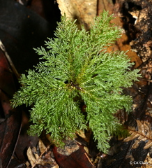 Dendrohypopterygium filiculiforme