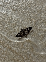 Chabula acamasalis