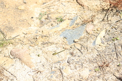 Austrogomphus guerini