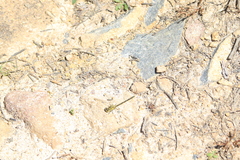 Austrogomphus guerini