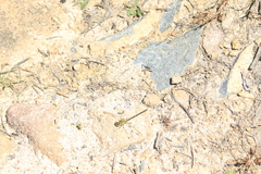 Austrogomphus guerini