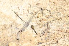 Austrogomphus guerini