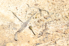 Austrogomphus guerini