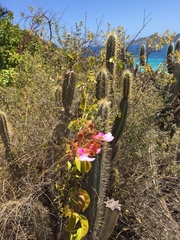 Psychilis macconnelliae