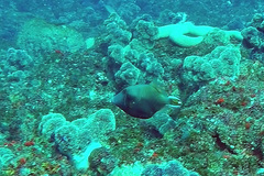 Sufflamen chrysopterum