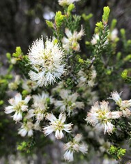 Melaleuca halmaturorum