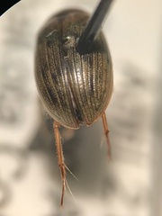 Berosus