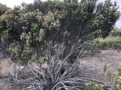 Melaleuca halmaturorum
