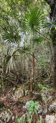 Coccothrinax scoparia