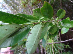 Geniostoma densiflorum