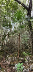 Coccothrinax scoparia