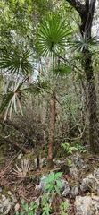 Coccothrinax scoparia