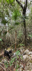 Coccothrinax scoparia