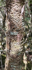 Coccothrinax scoparia