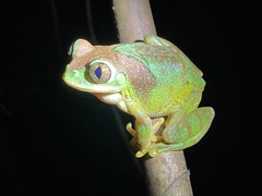 Amani Forest Treefrog photo 2