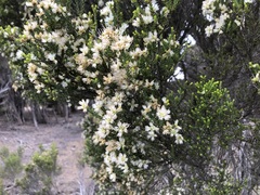 Melaleuca halmaturorum